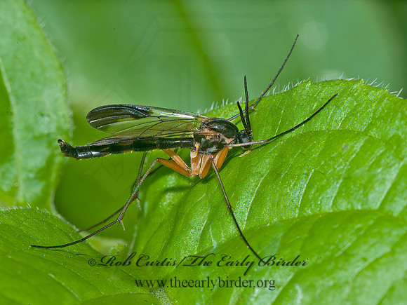 Platyura manteri  PREDATORY FUNGUS GNAT 8034554z