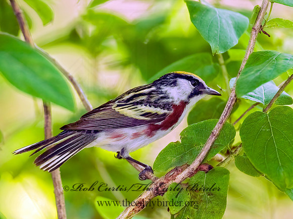 Setophaga pennsylvanica  CHESTNUT-SIDED WARBLER 8022384z