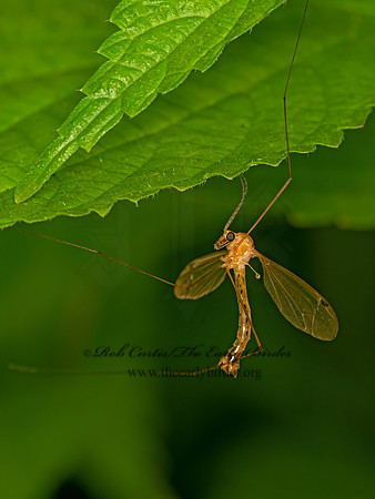 Nephrotoma dorsalis complex  TIGER CRANE FLY 1303844z
