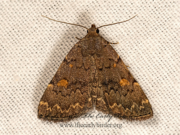 Idia aemula  COMMON IDIA 3026064z