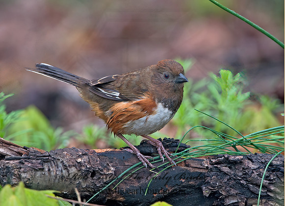 Pipilo erythrophthalmus  EASTERN TOWHEE 9029021z
