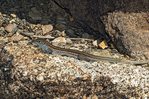 Aspidoscelis sp  RACERUNNER 5005630z