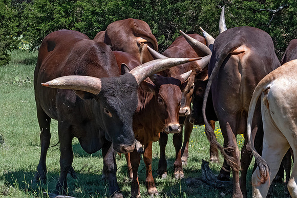 Bos taurus  TEXAS LONGHORN CATTLE 3036215z