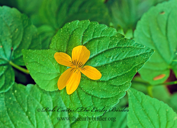 Viola glabella STREAM VIOLET 132510z