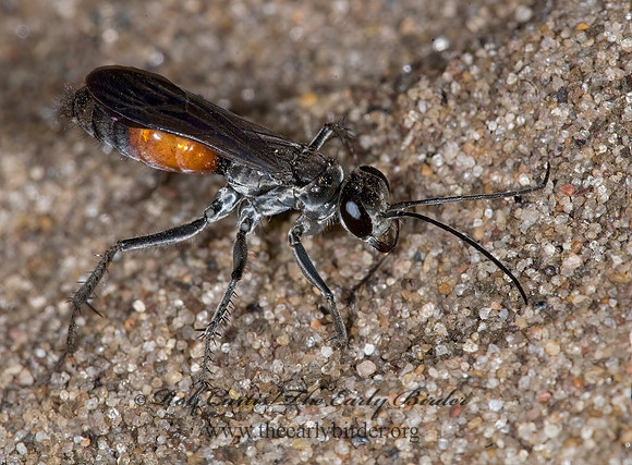 Anoplius semirufus  SPIDER WASP 6011942z