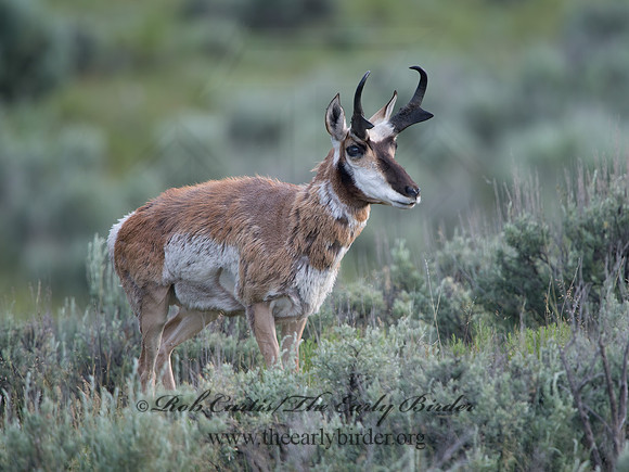 Antilocapra americana  PRONGHORN 9061528z