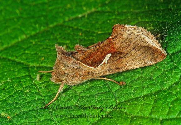 Anagrapha falcifera  CELERY LOOPER MOTH 1112222z