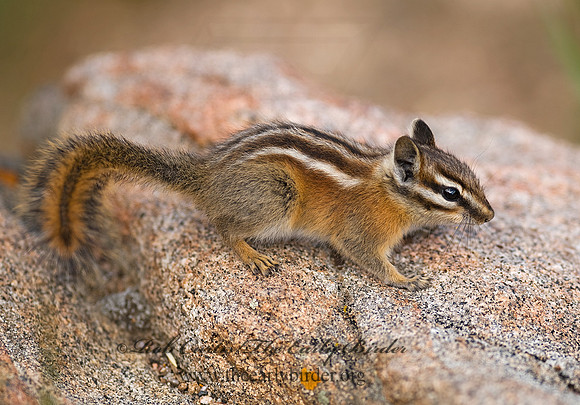Neotamias minimus  LEAST CHIPMUNK 6027375z