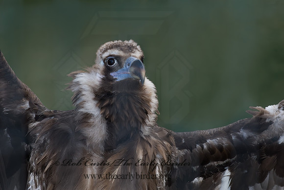 Aegypius monachus  CINEREOUS VULTURE 6018385z