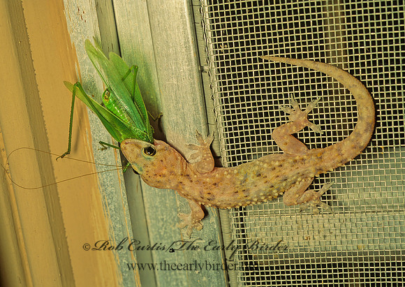Hemidactylus turcicus  MEDITERRANEAN GECKO 70823z