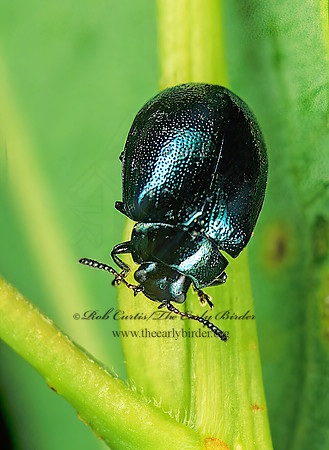 Plagiodera versicolora 207621 z
