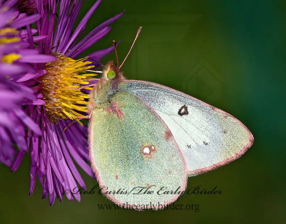 Colias eurytheme  ORANGE SULPHUR 6015667z