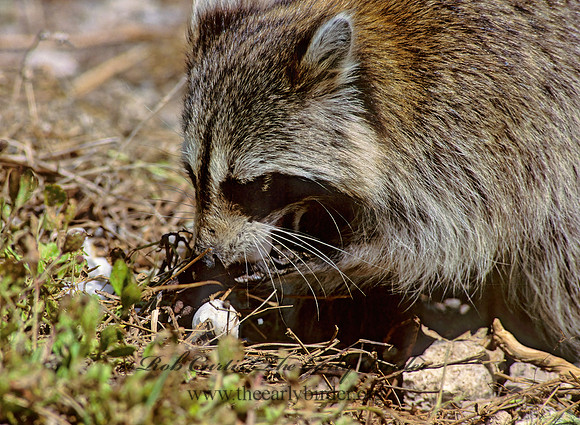 Procyon lotor  RACCOON 249429 z