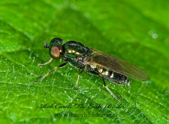 Microchrysa polita  SOLDIER FLY 6008984z