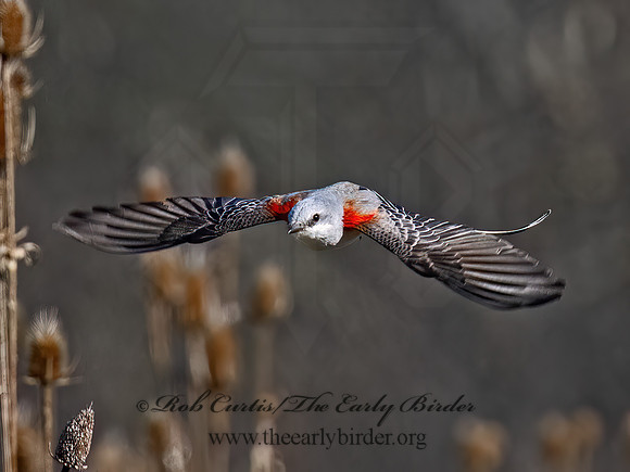 Tyrannus forficatus SCISSOR-TAILED FLYCATCHER 9091838z