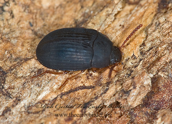 Platydema ruficorne  DIAPERINAE DARKLING BEETLE 5016926 (1)