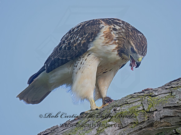 Buteo jamaicensis RED-TAILED HAWK 9084330z-