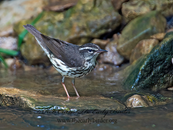 Parkesia motacilla  LOUISIANA WATERTHRUSH 9012124z