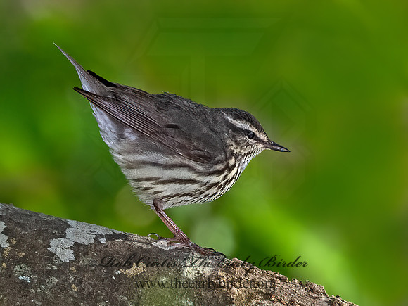Parkesia noveboracensis  NORTHERN WATERTHRUSH 3029499z