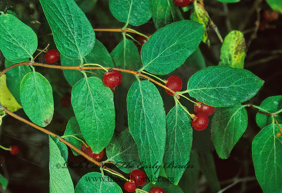 Lonicera morrowi  HONEYSUCKLE 210119z