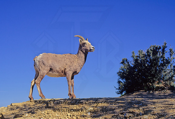 Ovis canadensis  BIGHORN SHEEP 121303z
