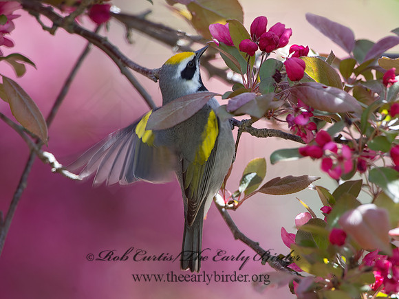 Vermivora chyrsoptera  GOLDEN-WINGED WARBLER 9029984z