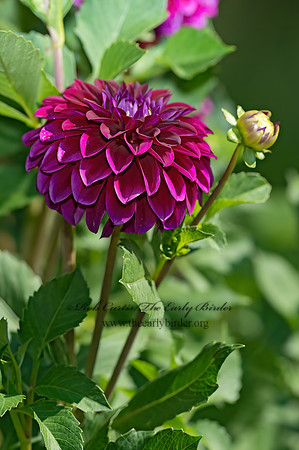 Dahlia  DAHLIA 9014019z