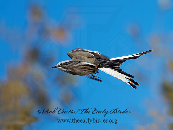 Tyrannus forficatus SCISSOR-TAILED FLYCATCHER 9006695z