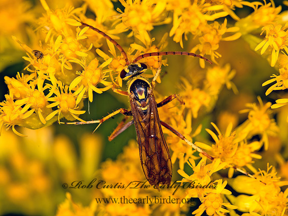 Poecilopompilus interruptus  STRIPED SPIDER WASP 9053333z