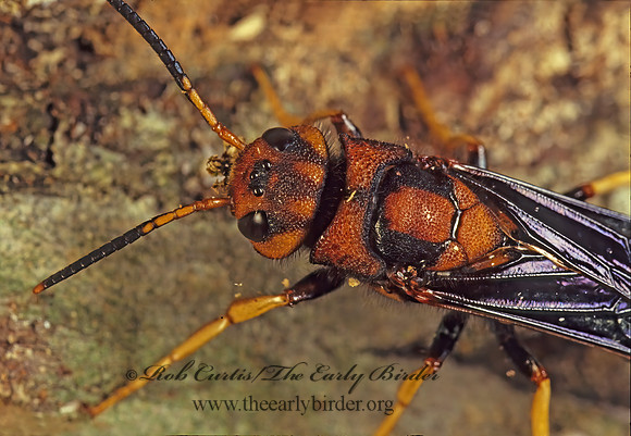 Tremex columba 80729z