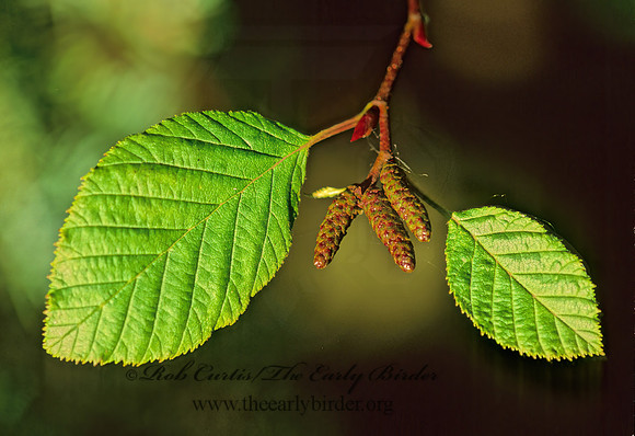 Alnus crispa  MOUNTAIN ALDER 212233z