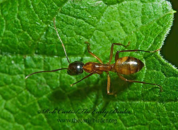 Camponotus americanus 4002146z