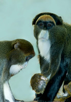Cercopithecus neglectus DEBRAZZA'S MONKEY 6018551z