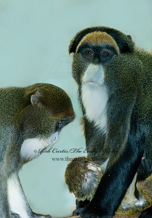 Cercopithecus neglectus  DEBRAZZA'S MONKEY 6018551z