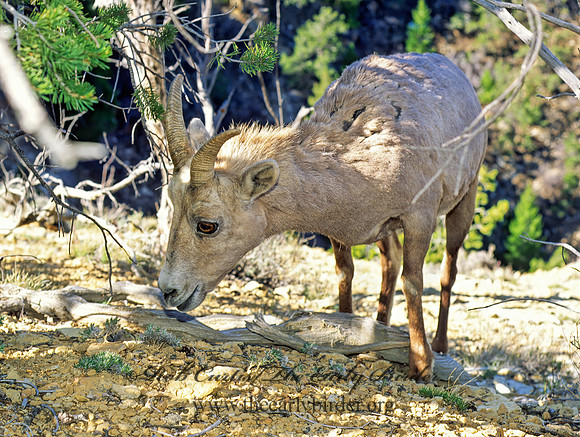 Ovis canadensis  BIGHORN SHEEP 121218z