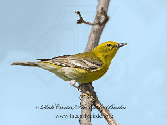 Setophaga pinus  PINE WARBLER 9010312 z