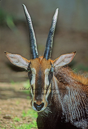 Hippotragus niger  SABLE ANTELOPE 79804z