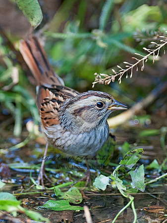 Melospiza georgiana  SWAMP SPARROW 8029253z