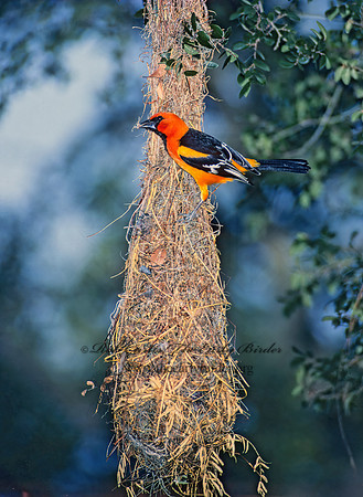 Icterus gularis  ALTAMIRA ORIOLE 90637z