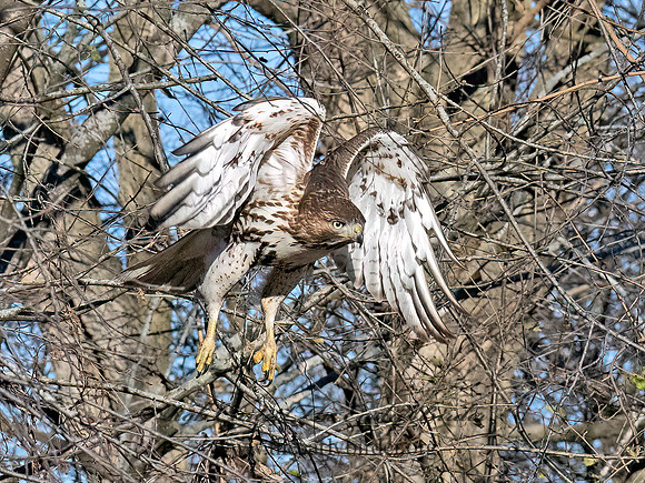 Buteo jamaicensis RED-TAILED HAWK 9092865z