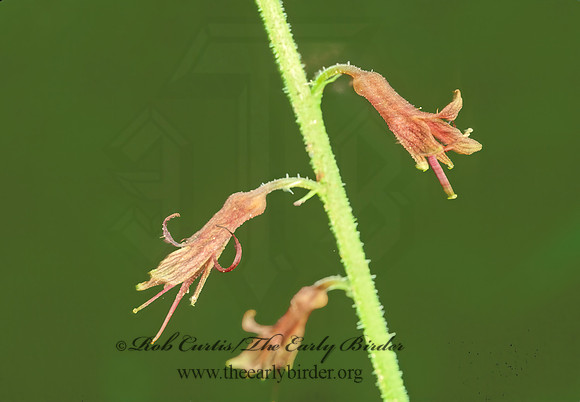 Tolmiea menziesii  BRISTLE FLOWER 150416z