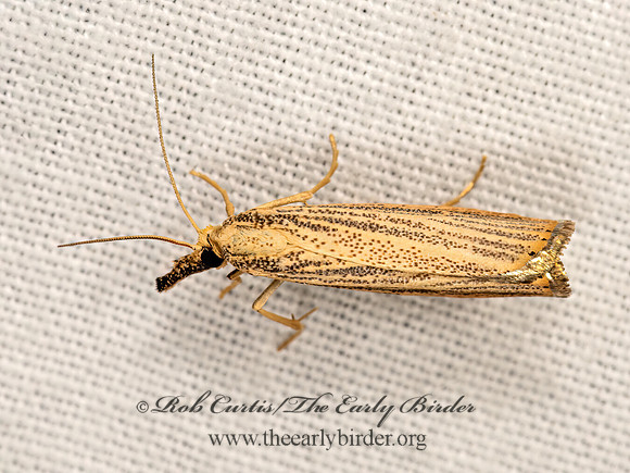 Agriphila vulgivagellus  VAGABOND CRAMBUS 3041871z