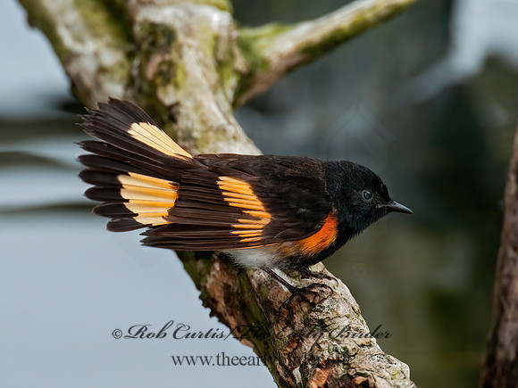 Setophaga ruticilla  AMERICAN REDSTART 3007963z