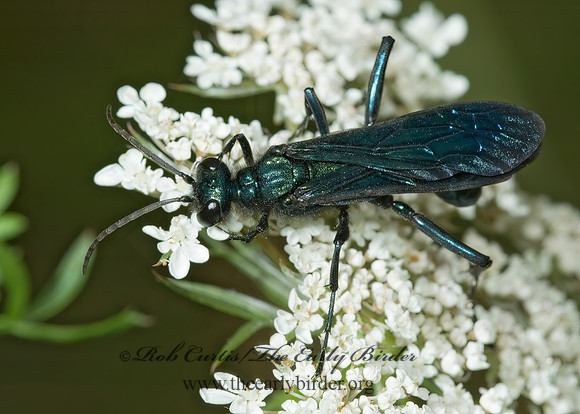 Chalybion californicum 5001077z
