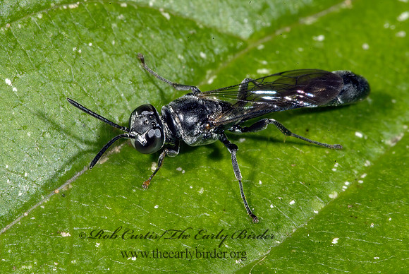 Trypoxylon 4002927z