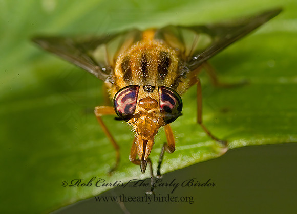 Chrysops vittatus  DEER FLY 5010967z