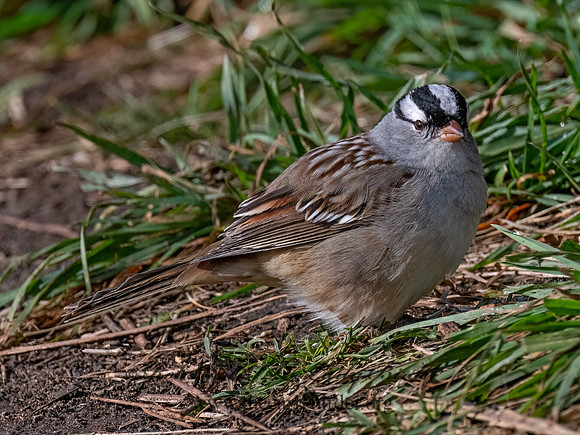 Zonotrichia leucophrys WHITE-CROWNED SPARROW 3047433z