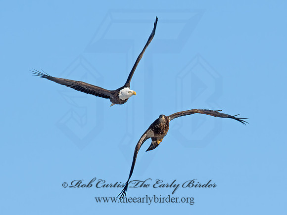Haliaeetus leucocephalus  BALD EAGLE 9019092z
