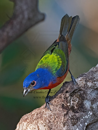 Passerina ciris  PAINTED BUNTING 3040917z