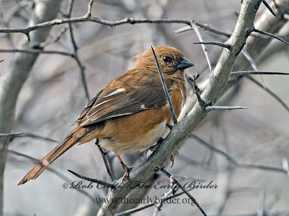 Pipilo erythrophthalmus  EASTERN TOWHEE 6003124z